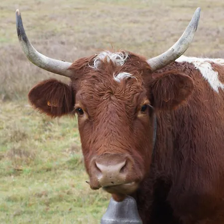 Oda ve Kahvaltı Chateau De - Caveau De Sabrage Savennes (Puy-de-Dome)