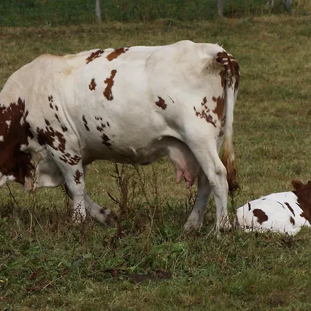 Chateau De - Caveau De Sabrage Savennes (Puy-de-Dome)