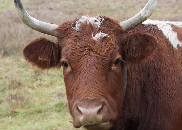Frühstückspension Chateau De - Caveau De Sabrage Savennes (Puy-de-Dome)