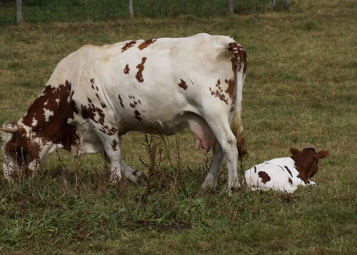 Chateau De - Caveau De Sabrage Savennes (Puy-de-Dome)